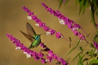 Kolibrik zeleny - Colibri cyanotus - Lesser Violetear 8465